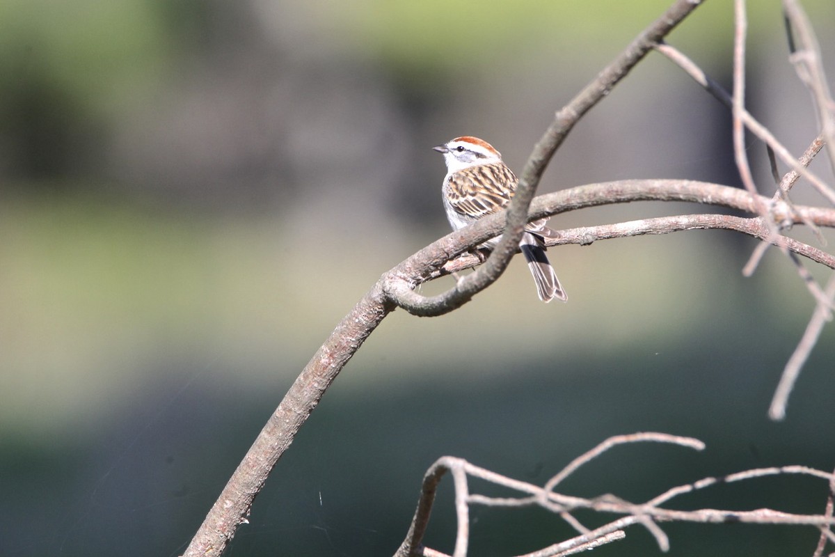 Chipping Sparrow - ML221254861