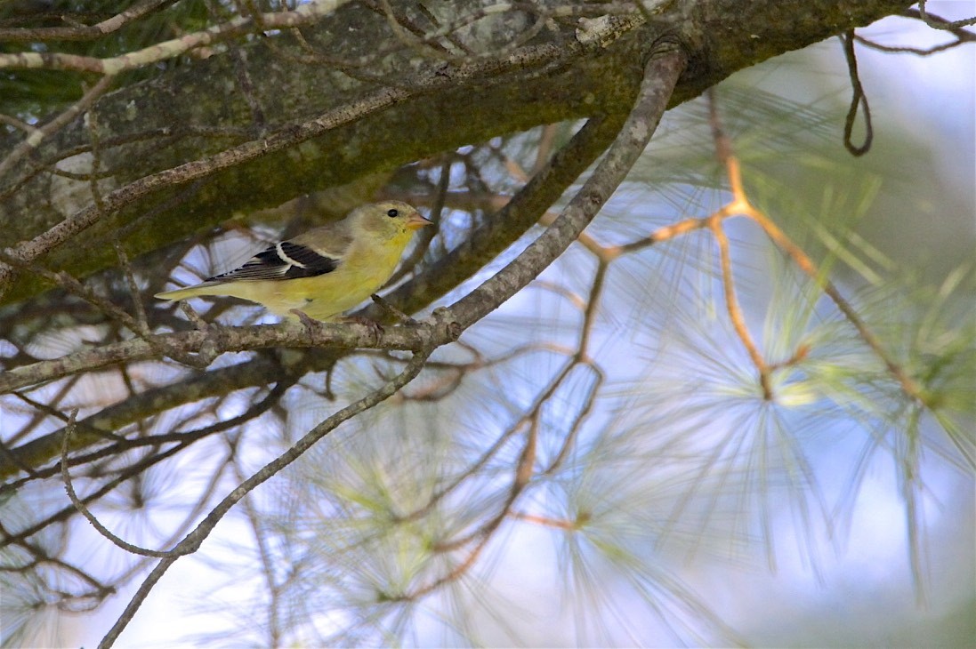 American Goldfinch - Vickie Baily
