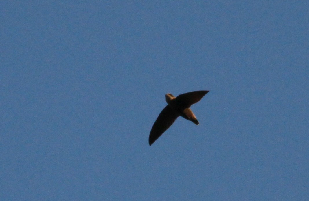 Short-tailed Swift - ML22125751