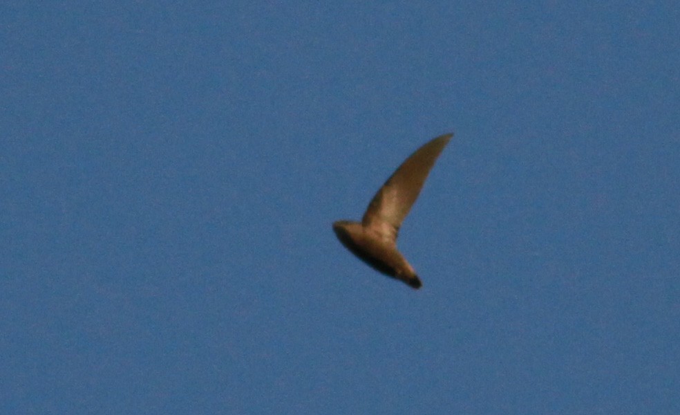 Short-tailed Swift - ML22125771