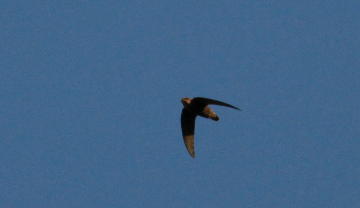 Short-tailed Swift - ML22125791