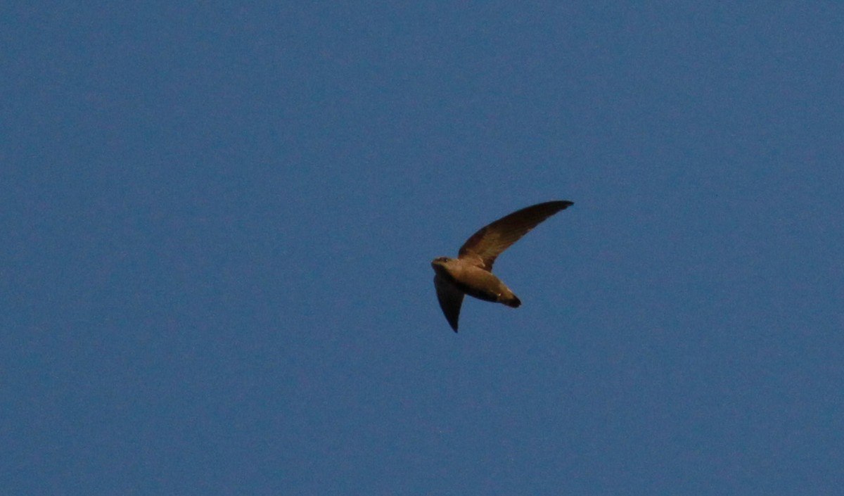 Short-tailed Swift - ML22125821