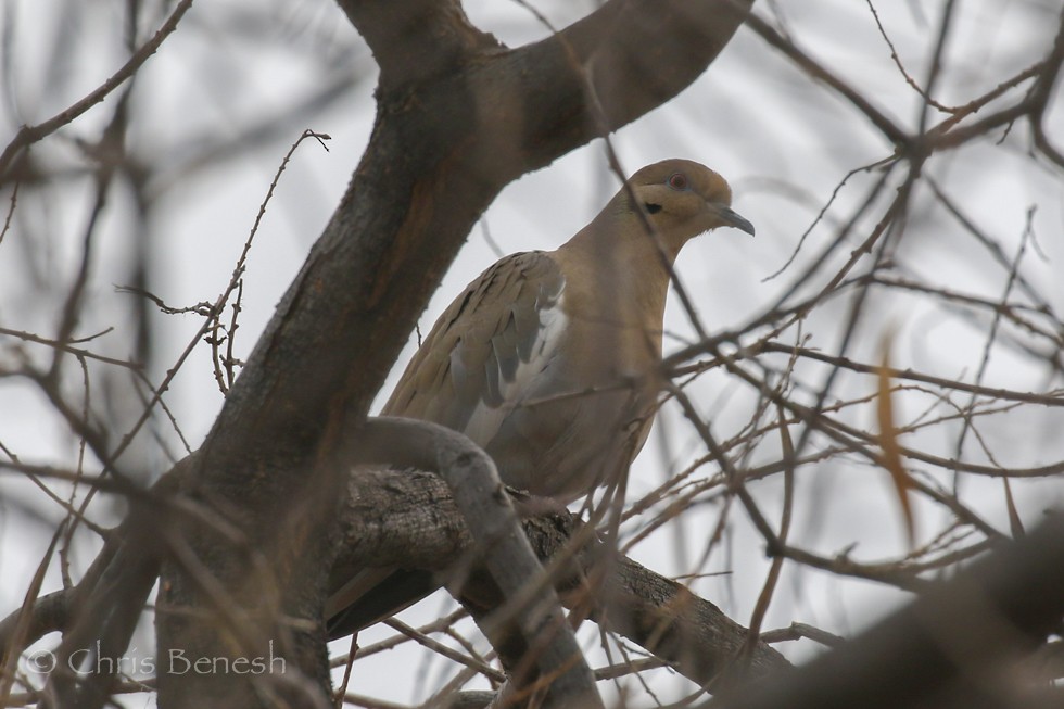 White-winged Dove - ML22125961