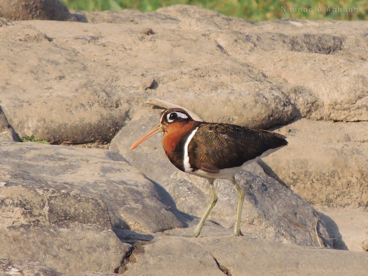 Greater Painted-Snipe - Neenad Abhang
