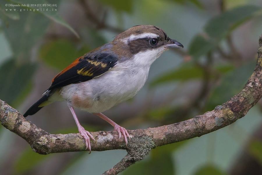 White-browed Shrike-Babbler (Himalayan) - Dibyendu Ash