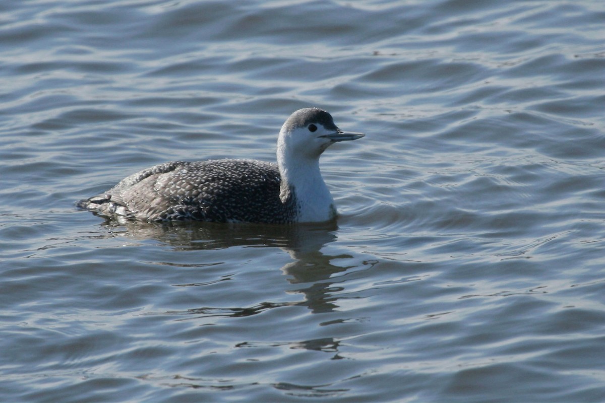 Red-throated Loon - Sandra Horvath