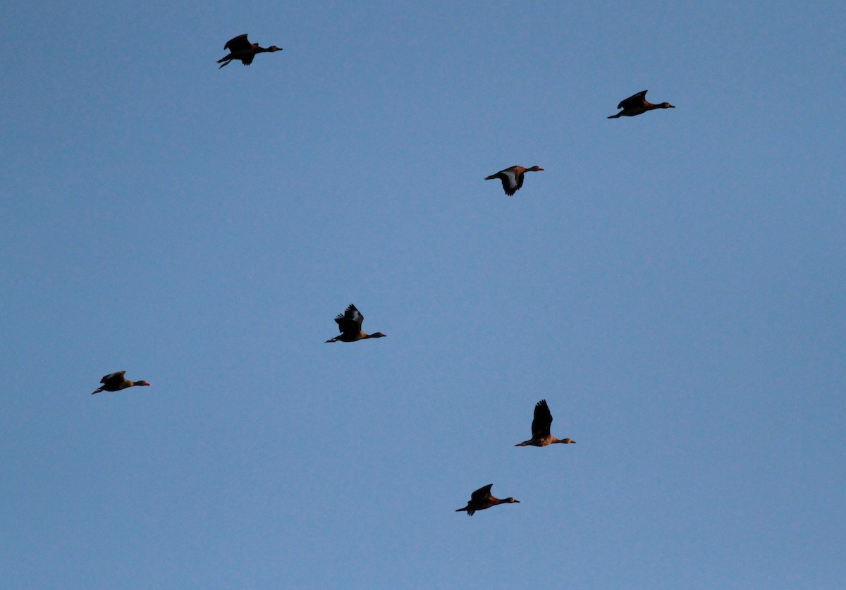 Black-bellied Whistling-Duck (autumnalis) - ML22127221