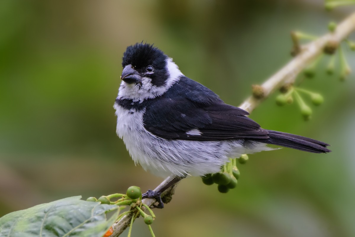 Variable Seedeater - ML221274741