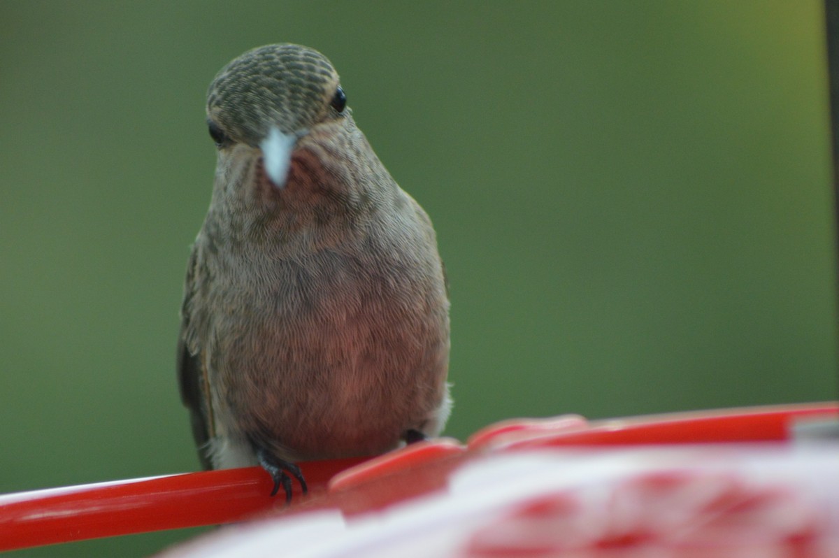 Anna's Hummingbird - ML221275641