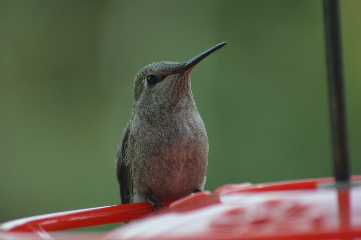 Anna's Hummingbird - ML221275691