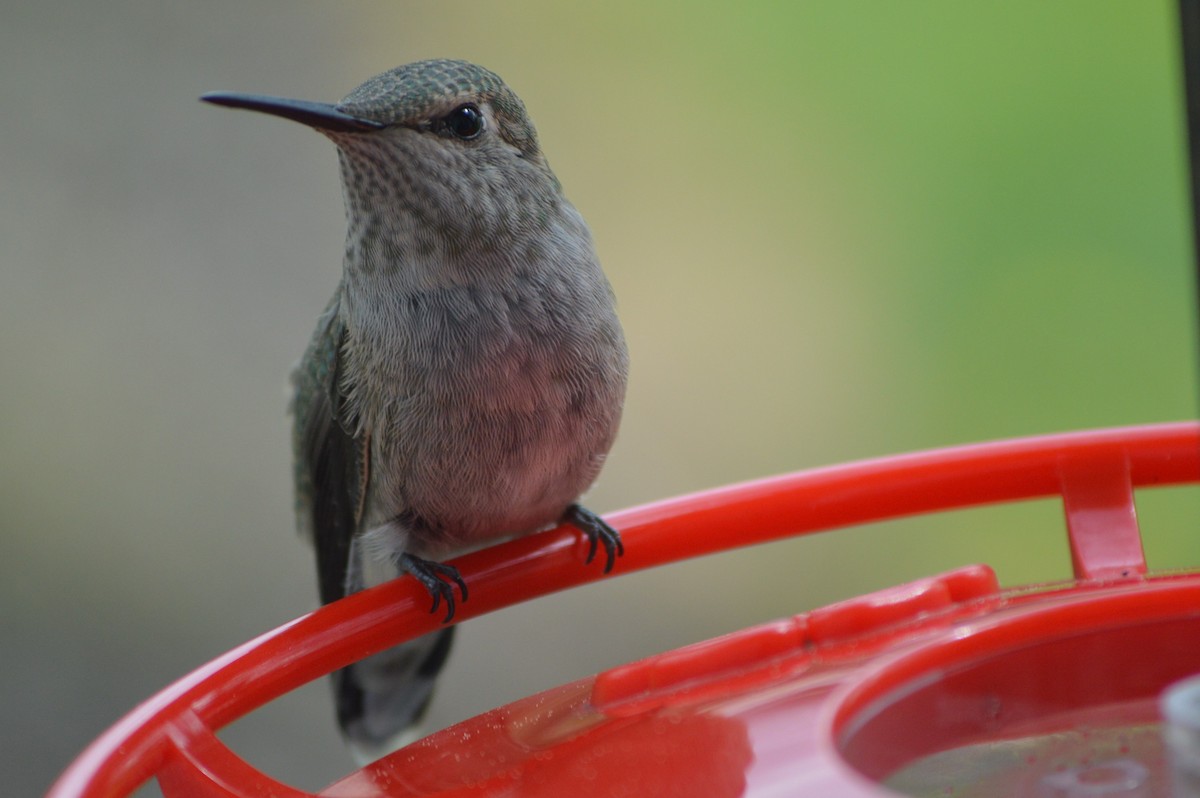Anna's Hummingbird - ML221275721