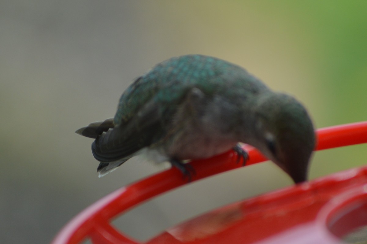 Anna's Hummingbird - ML221276071
