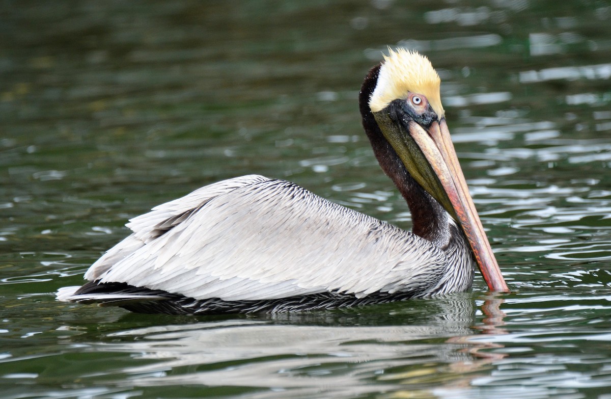 pelikán hnědý - ML221277591