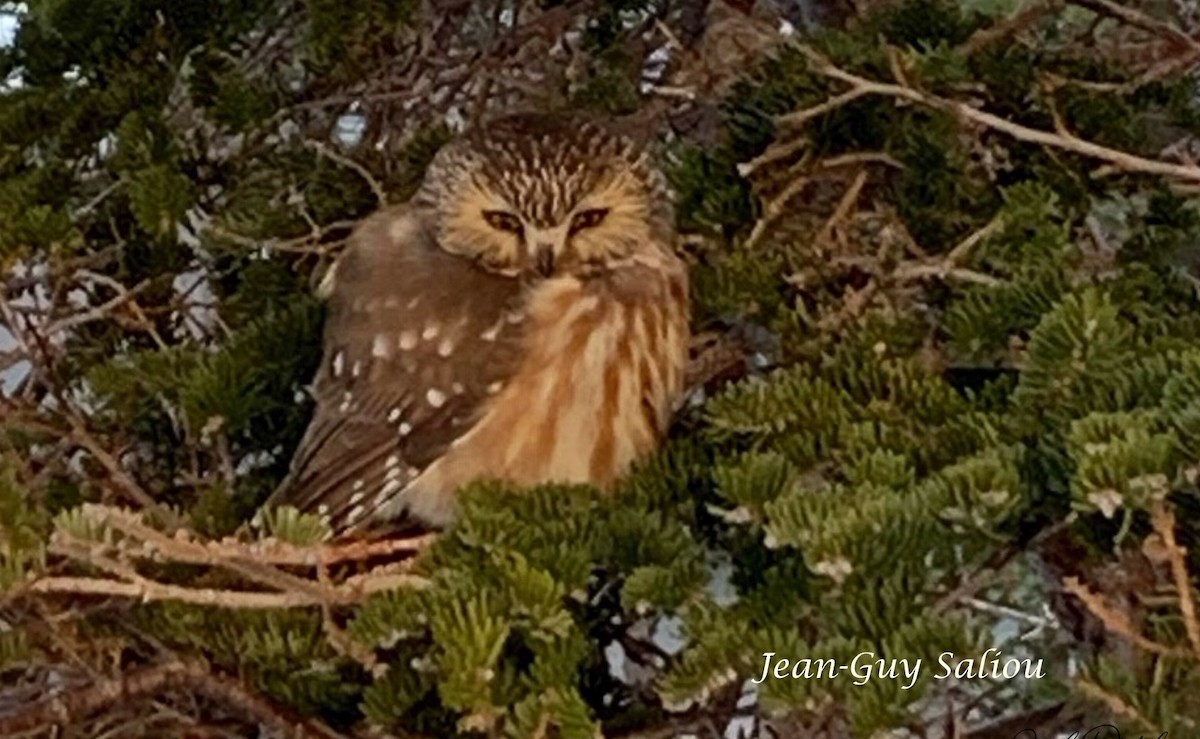 Northern Saw-whet Owl - Detcheverry Joël