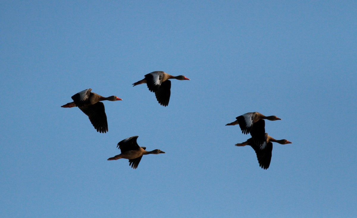 Black-bellied Whistling-Duck (autumnalis) - ML22127841