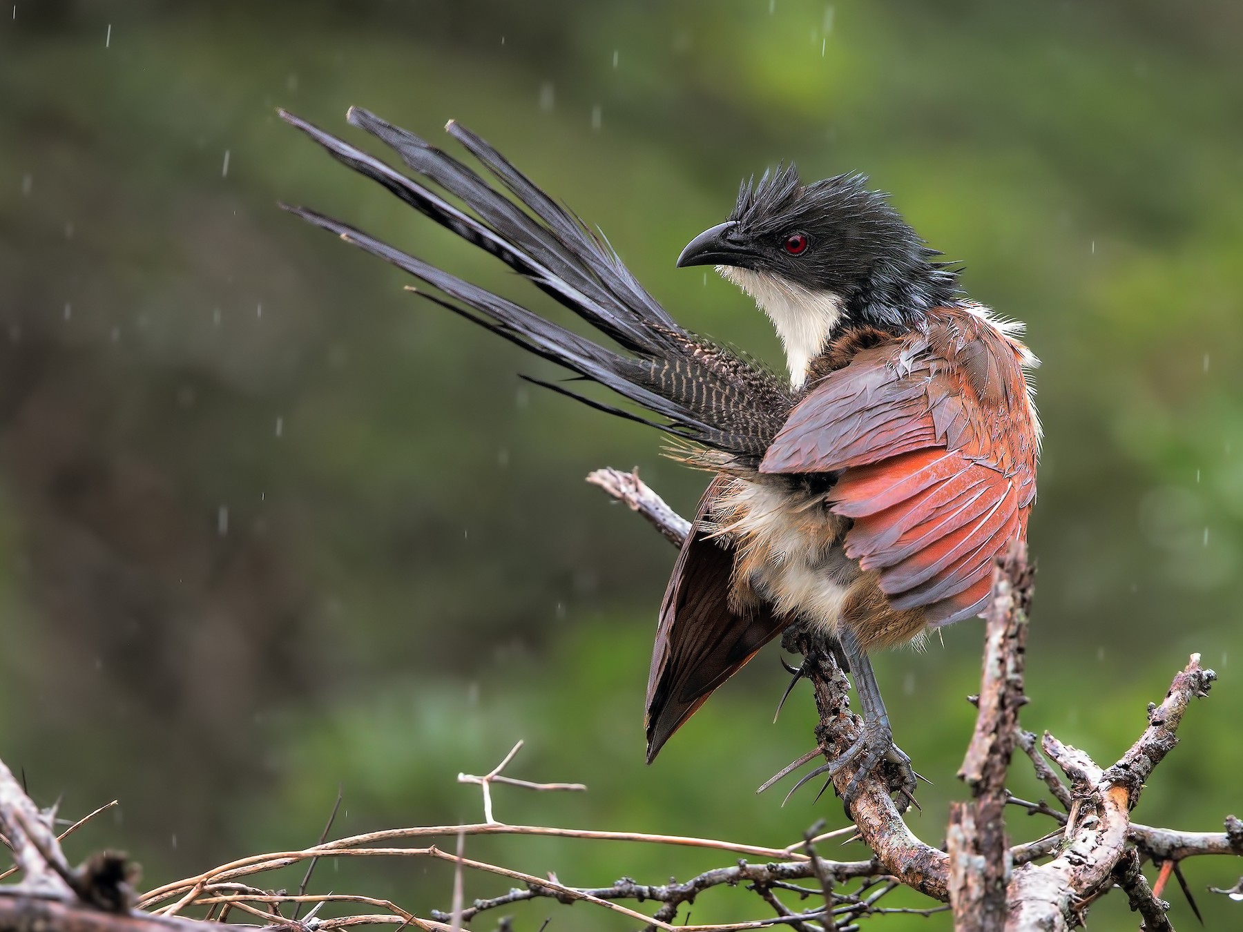White-browed Coucal - Marco Valentini
