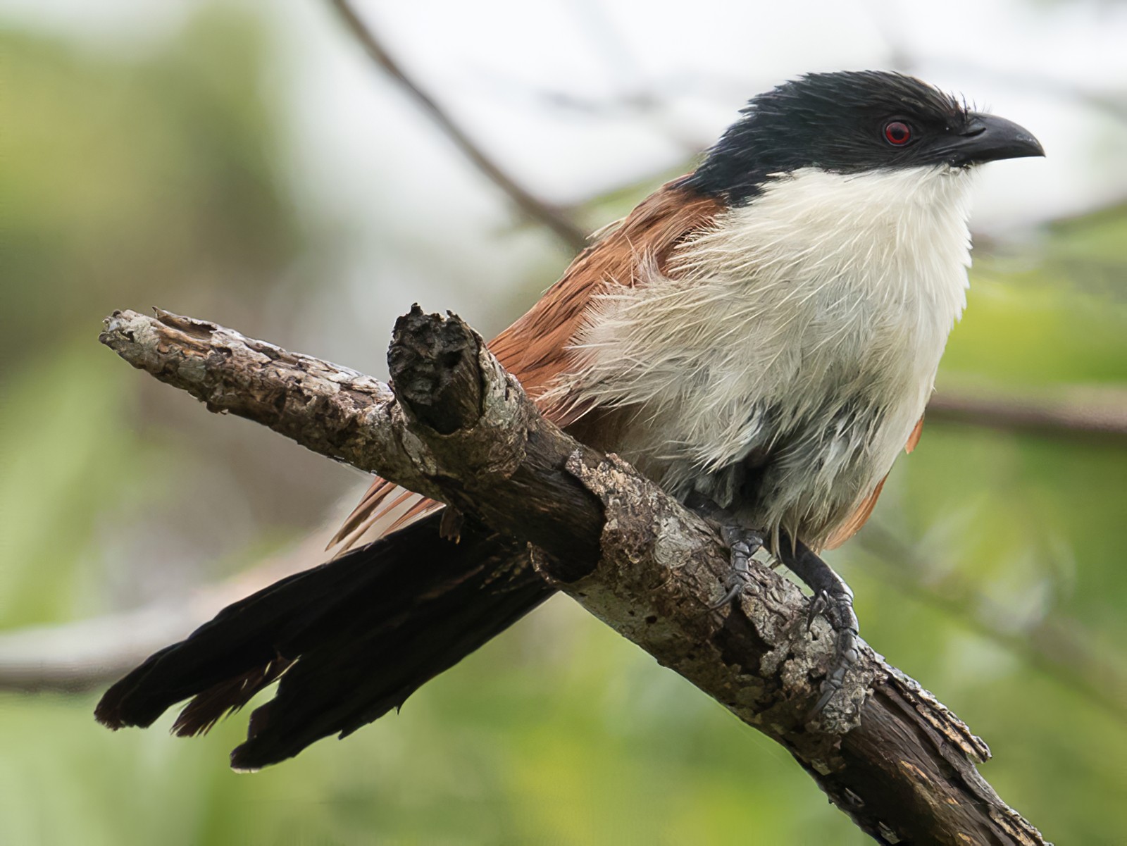 White-browed Coucal - Frédéric PELSY