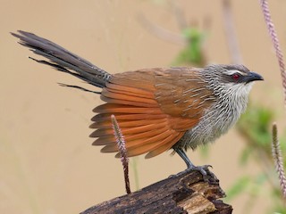 - White-browed Coucal