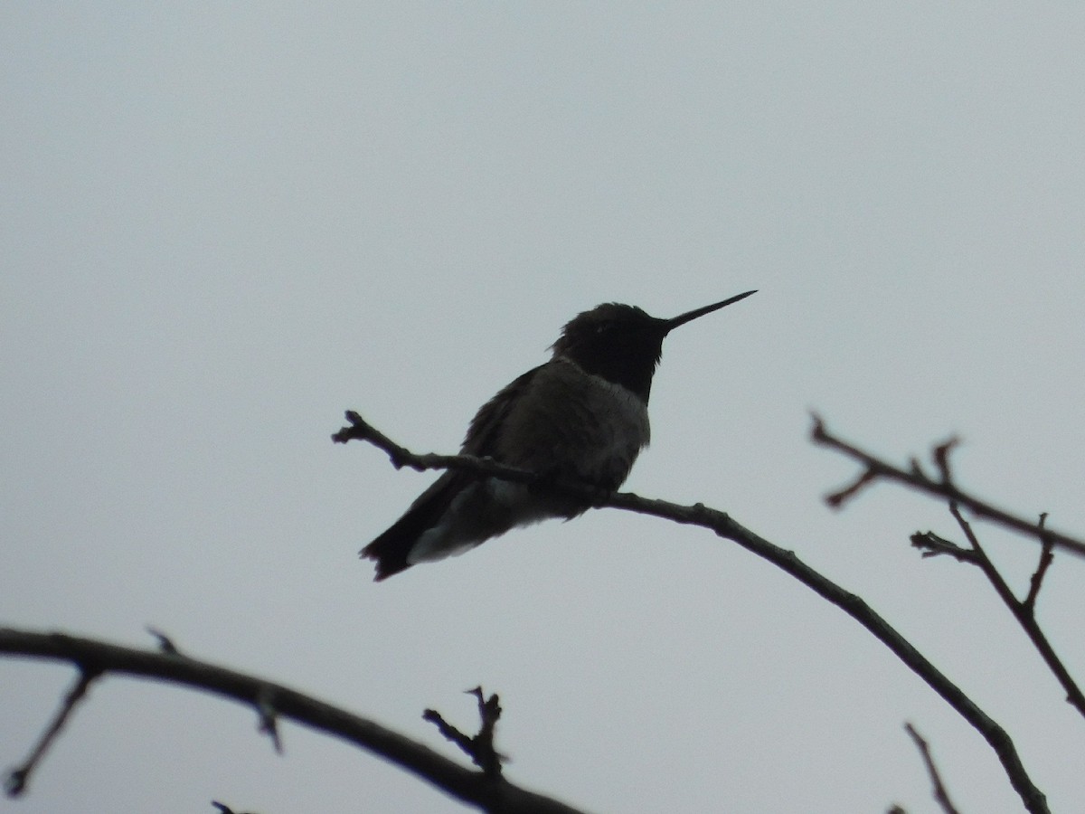 Black-chinned Hummingbird - Ezekiel Dobson