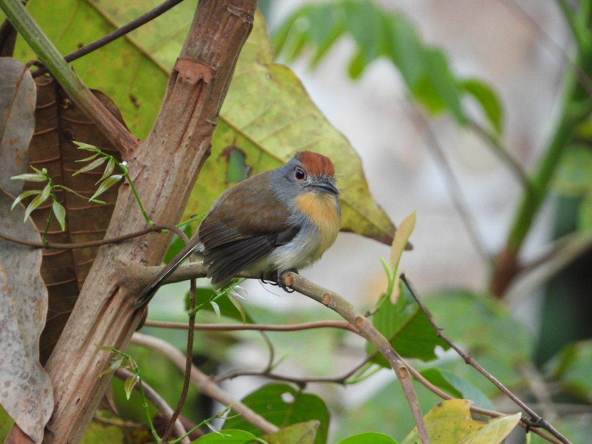 Rufous-capped Nunlet - ML221282291