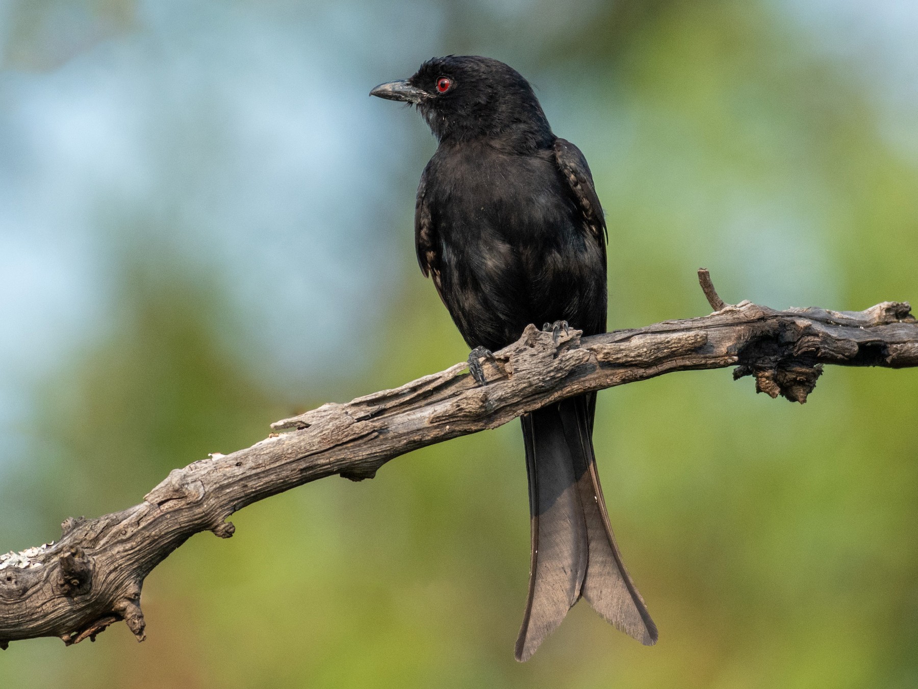 Fork tailed Drongo EBird