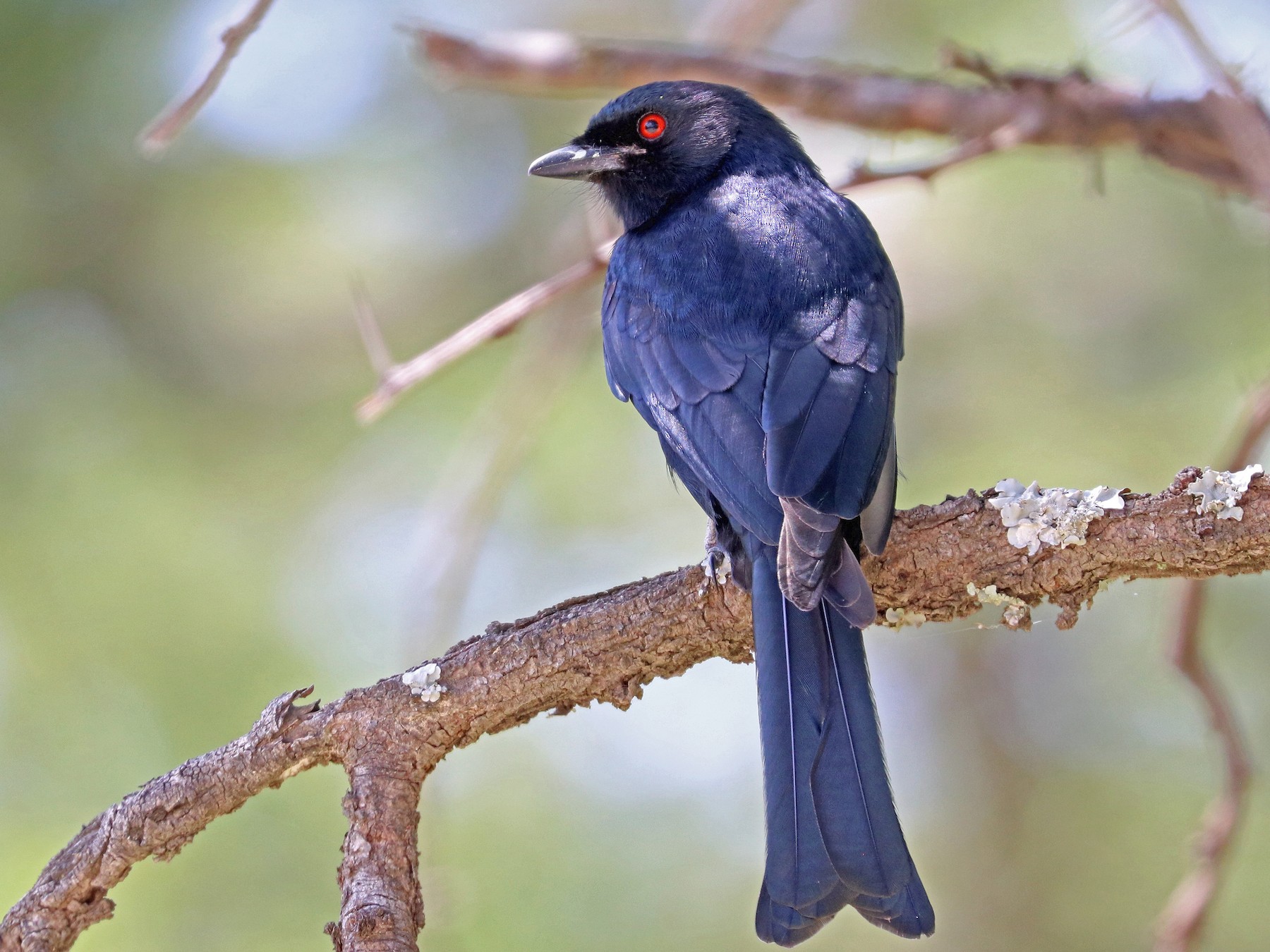 Fork-tailed Drongo - Greg  Griffith
