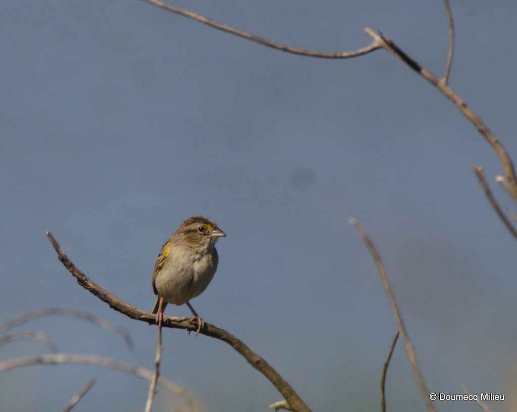 Grassland Sparrow - ML22128511