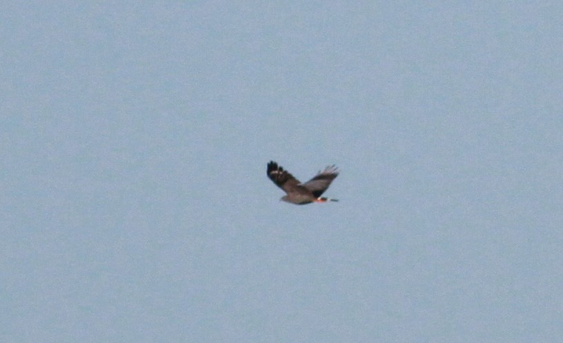 Crane Hawk (Gray) - ML22128651
