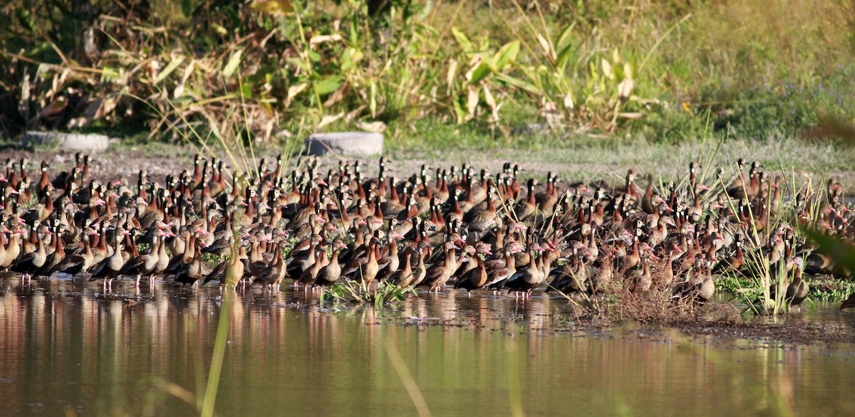 Black-bellied Whistling-Duck (autumnalis) - ML22128841