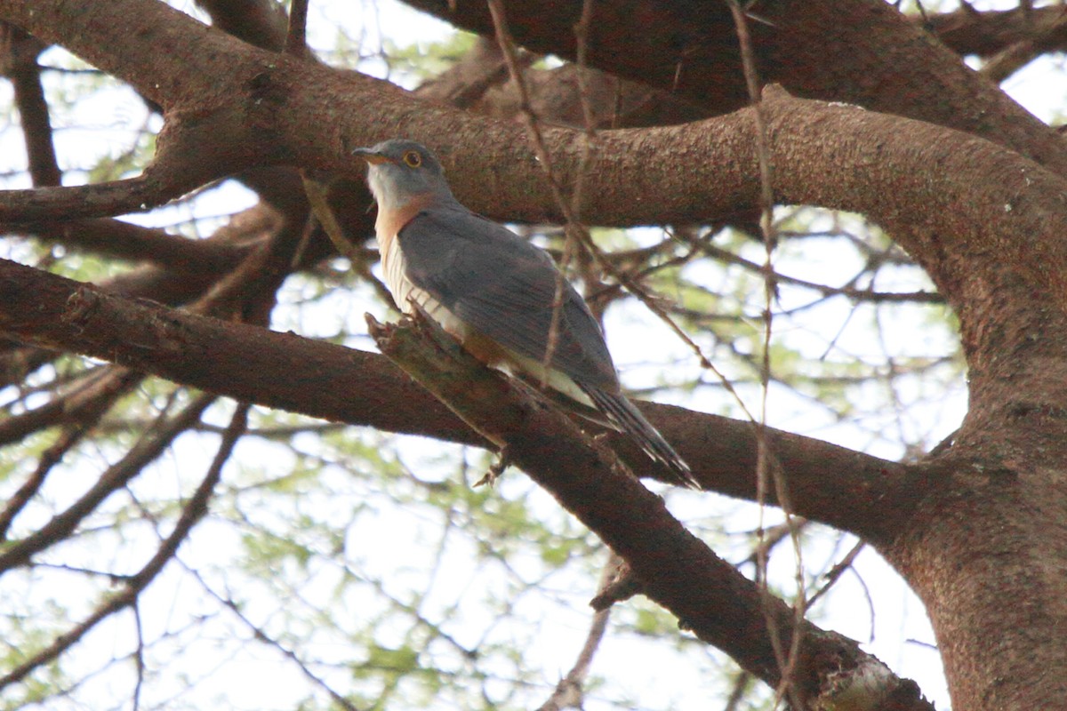 Red-chested Cuckoo - Fabio Olmos