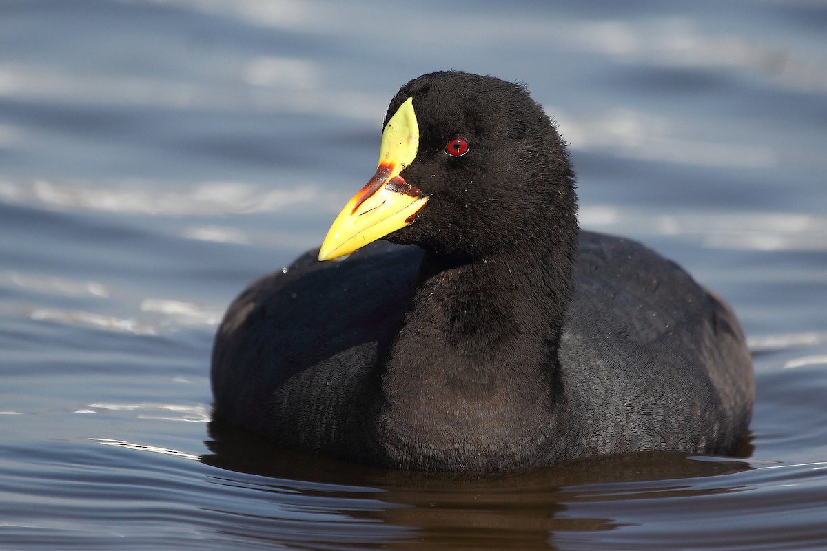 Red-gartered Coot - ML221291111