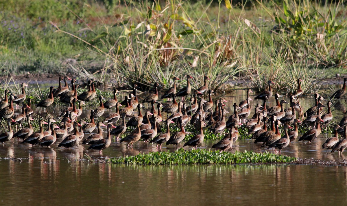 Black-bellied Whistling-Duck (autumnalis) - ML22129141