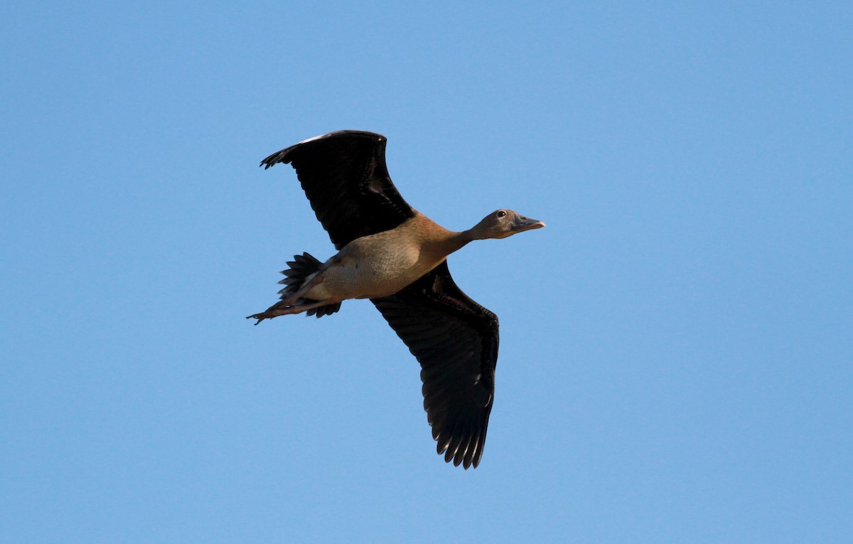Black-bellied Whistling-Duck (autumnalis) - ML22129181