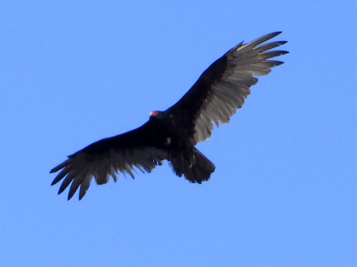 Turkey Vulture - Mark Salminen
