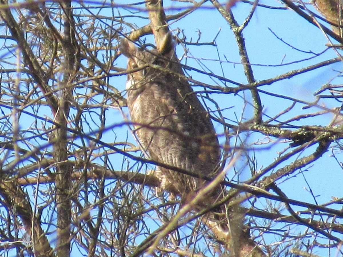 Great Horned Owl - ML221298101