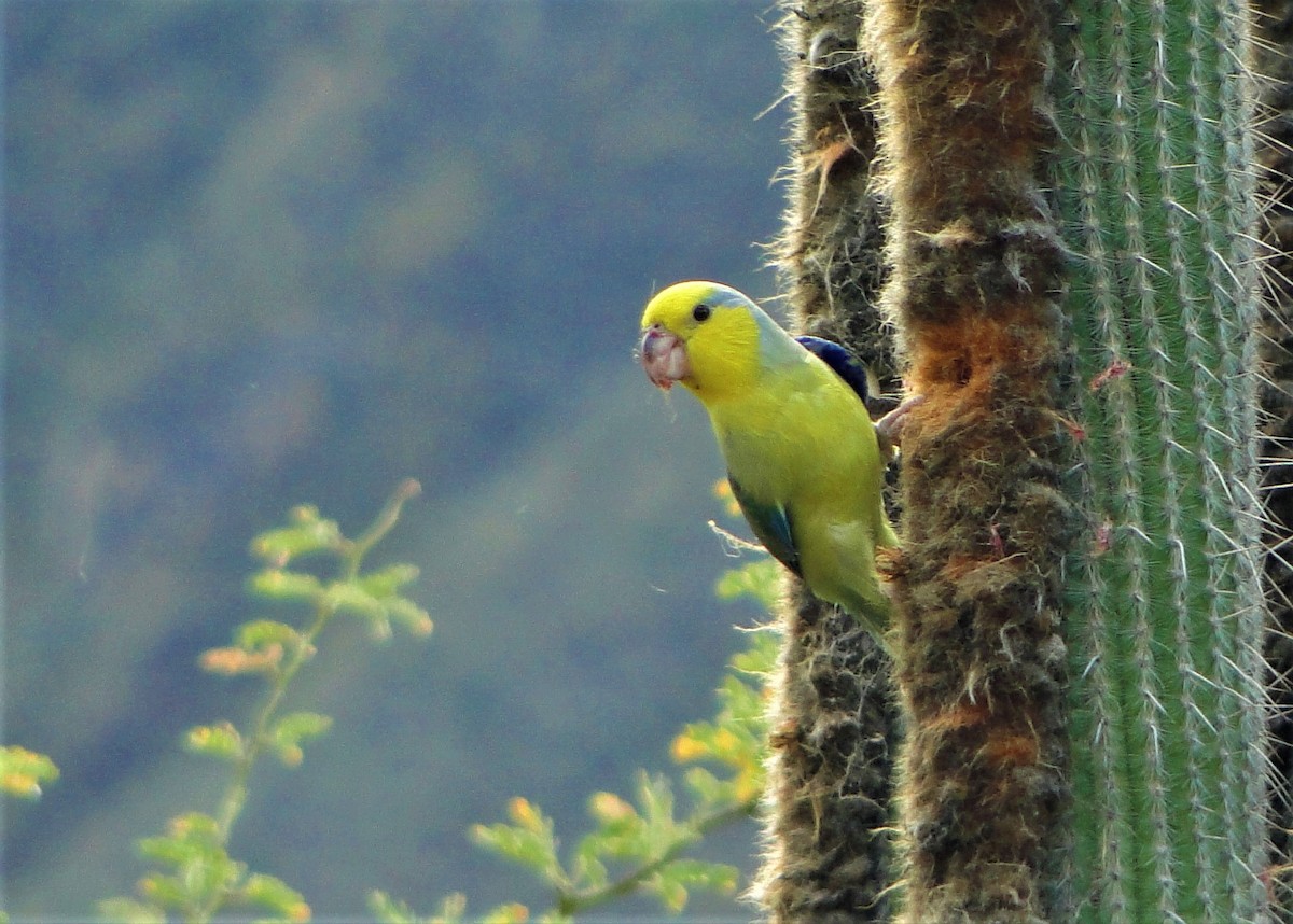 Yellow-faced Parrotlet - Carlos Otávio Gussoni