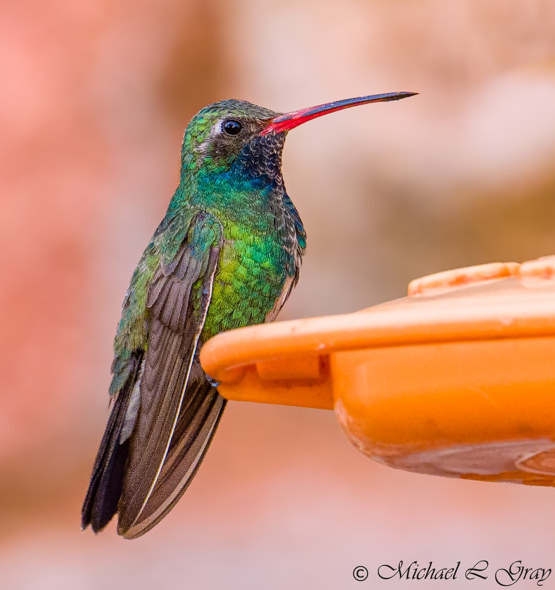 Broad-billed Hummingbird - Cecilia Riley