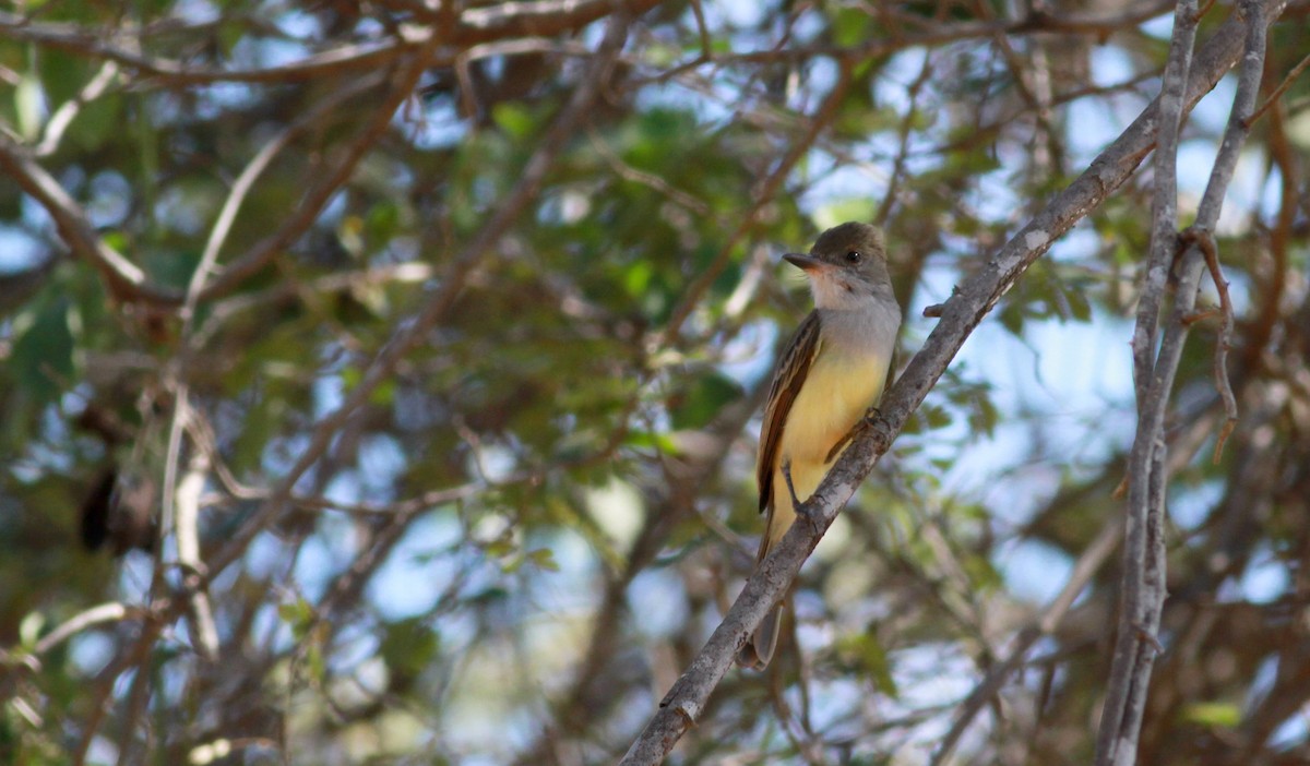 Brown-crested Flycatcher (South American) - ML22130451