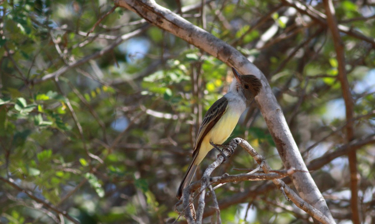 Brown-crested Flycatcher (South American) - ML22130461