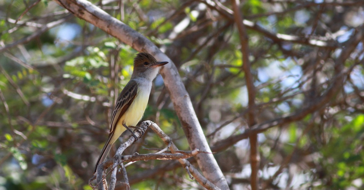 Brown-crested Flycatcher (South American) - ML22130471
