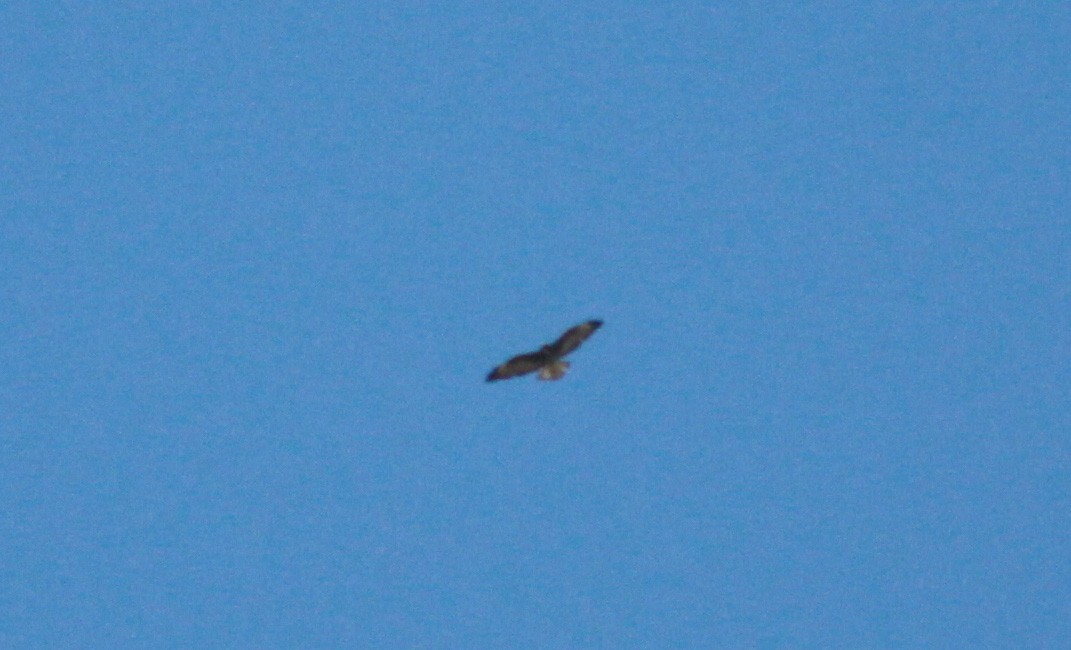 White-tailed Hawk - ML22131471
