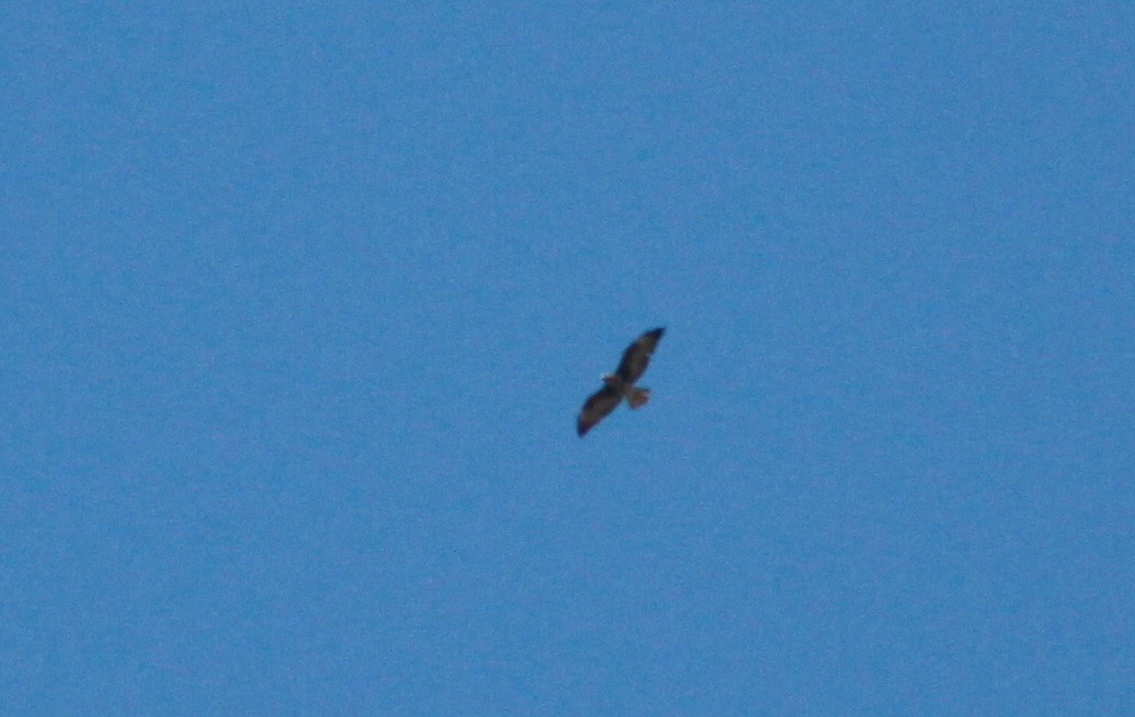 White-tailed Hawk - ML22131481