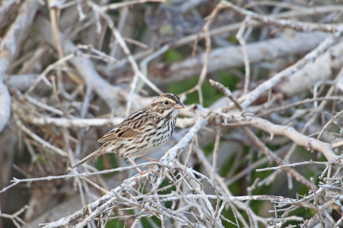 Savannah Sparrow - ML221314971