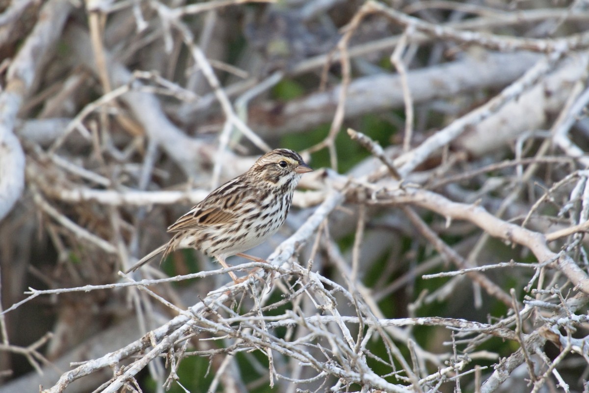 Savannah Sparrow - ML221314981