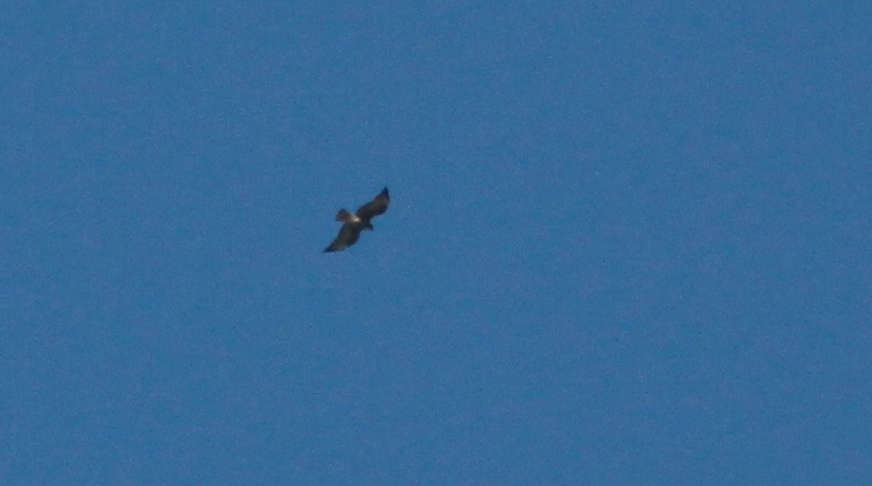 White-tailed Hawk - ML22131511