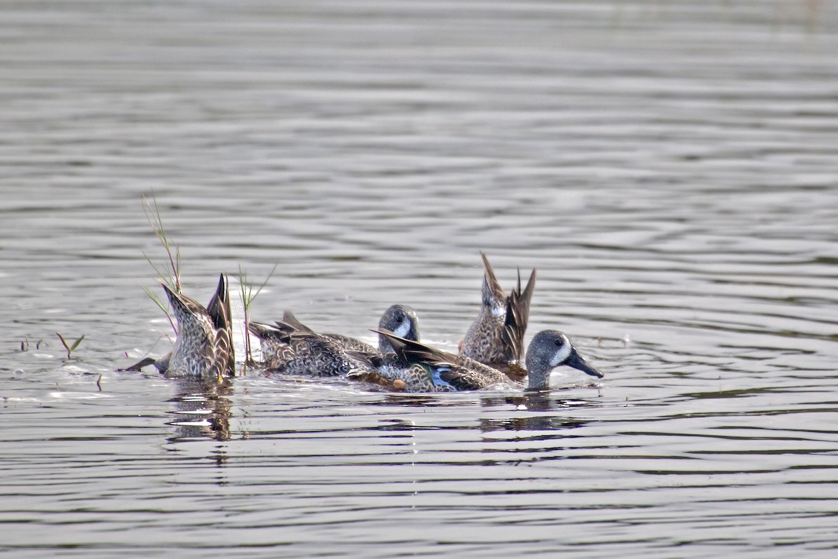 Blue-winged Teal - ML221315831