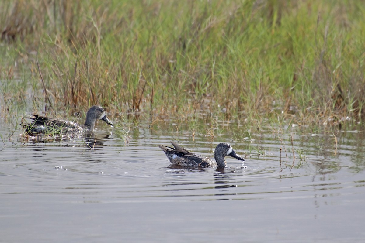 Blue-winged Teal - ML221315851