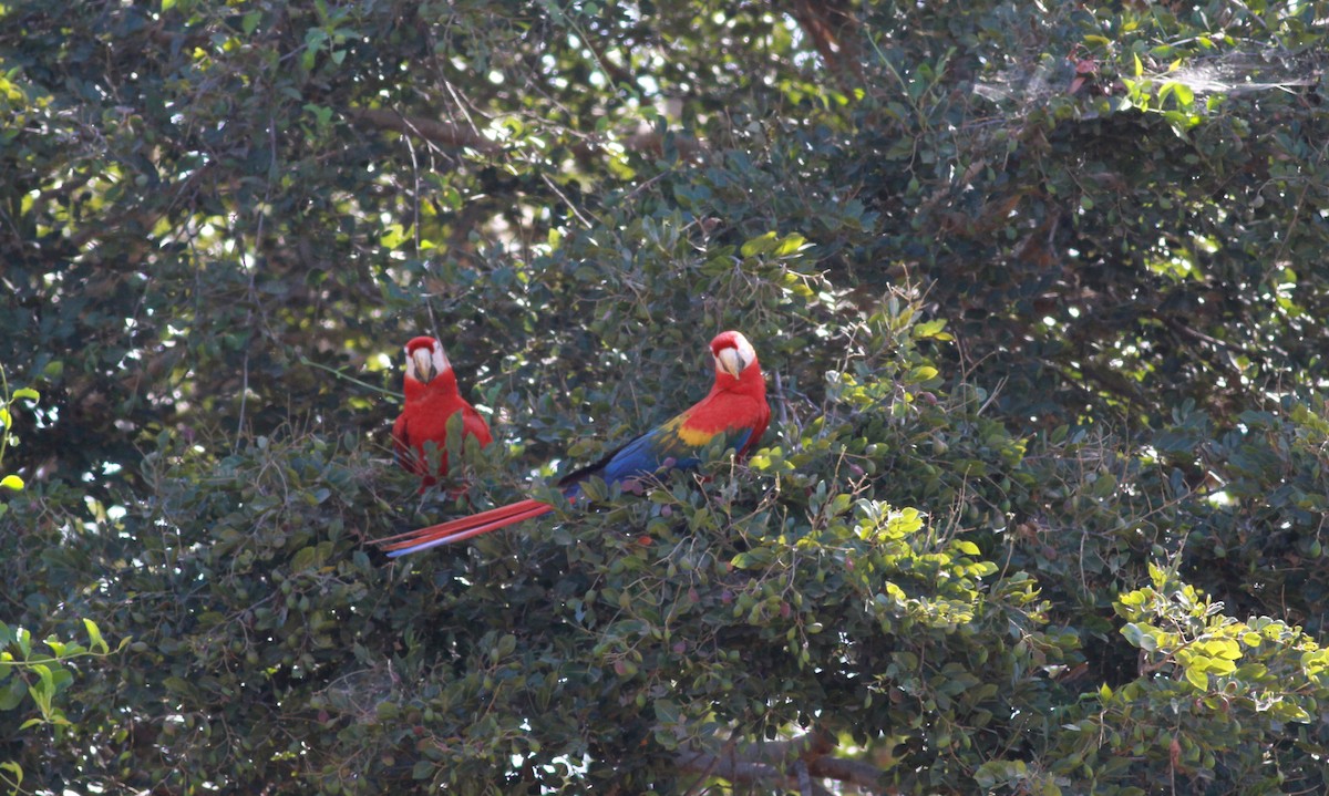 Scarlet Macaw - ML22131661