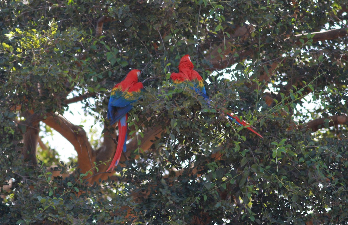 Scarlet Macaw - ML22131681