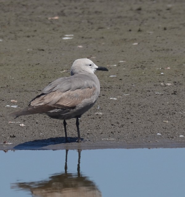 Second Alternate Gray Gull - Gray Gull - 